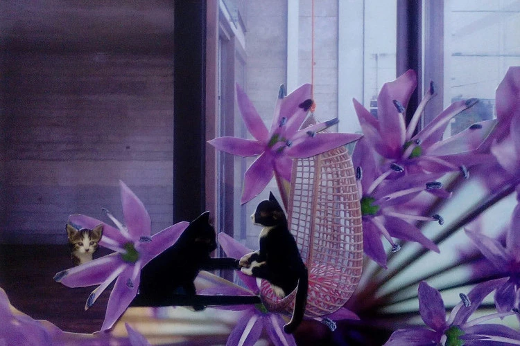 Chats bouiners - collages, 38x35cm, 2019, plastifié