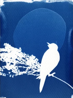 Affiche Atelier initiation au cyanotype au musée - Gratuit