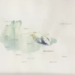 installation au Musée de la mer. Sète. de mots et de mer. - dessinau crayon graphite et iris pressé sur papier Arches satiné . 37,5 x 58 cm