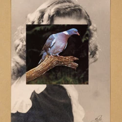 pigeon - collage papier - Paula Bonneaud 