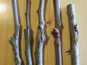 Affiche Je greffe mes fruitiers