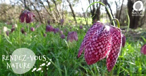 Affiche 26/04 - Balade créative au cœur de la nature