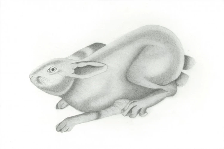 The Hare - Crayon sur papier - Carrie Mancuso 