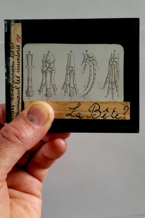 Affiche La bête - Cie Loba / Ispagnac