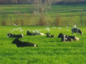 Le troupeau de la ferme du Ramier compte 120 vaches, chouchoutées par Édith et Hélène.