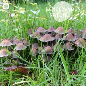 Affiche Conférence - Le monde secrets des champignons