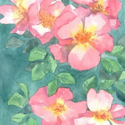 Rose, matin d'été - Aquarelle de roses aux étamines jaunes et aux pétales roses sur un fond turquoise - Julia Badaroux 