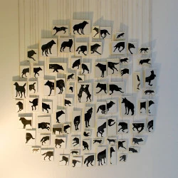 dessins, kinograme aux loups - encre de chine, talc - violaine laveaux 