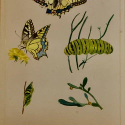 Machaon - Dessin feutre et gouache. A3