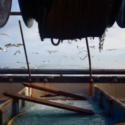 Mâle de MER - Reportage à bord du chalutier le Juliarth II, Grau-du-Roi - Chalutier du patron-pêcheur Arnaud Dufourcq 