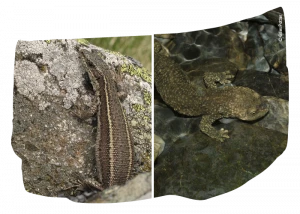 Affiche A la découverte des endémiques pyrénéens méconnus : le Lézard du Val d'Aran et le Calotriton des Pyrénées