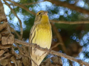 Affiche Les oiseaux de nos villages