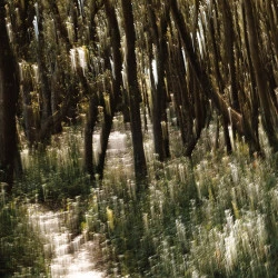 été 2 - Philippe Cadu 