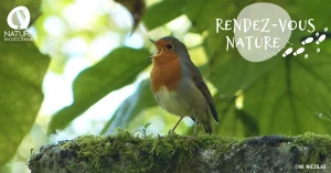 Affiche 21/03 - De plumes et de chants : apprentissage ornithologique