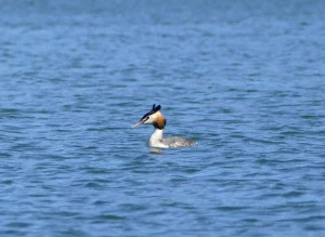 Affiche Les oiseaux du Salagou