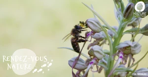 Affiche 01/04 - Atelier – Le langage discret des plantes et des insectes