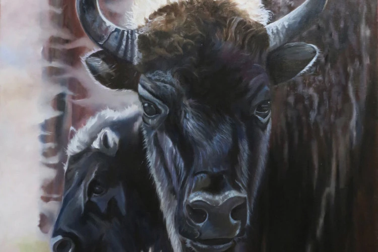 Jeu de pouvoir, portrait de bisons - Huile sur toile, 80 x 80 cm
