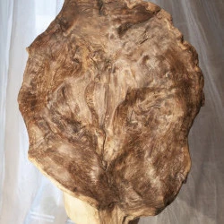 La fleur du mal - Bois, platane.