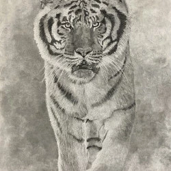 « Regard perçant » - Fusain et gomme sur papier (100x70cm)