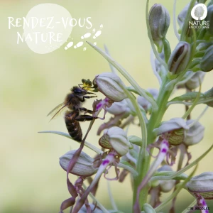 Affiche Sortie nature - Accueillir la biodiversité dans son jardin !