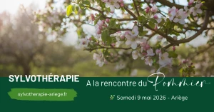 Affiche Sylvothérapie - Une journée en forêt à la rencontre du Pommier