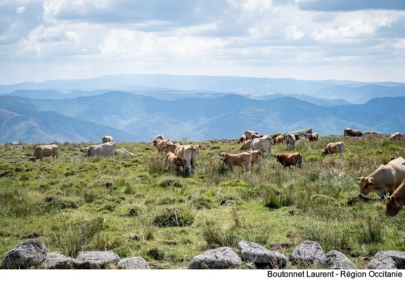 Causses et Cévennes, un vaste territoire à explorer de 300 000 hectares qui puise ses racines dans l'agro-pastoralisme méditerranéen