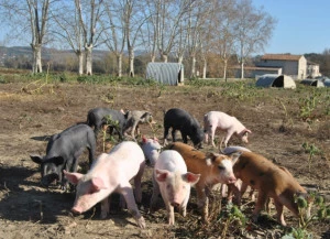 Affiche La Bonicarde vous convie à la Fête du Cochon le 6 juin !