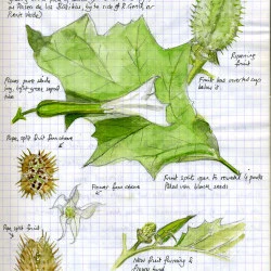 Thornapple - Aquarelle