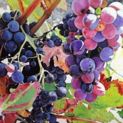 raisins - huile sur toile 100X81cm 2001