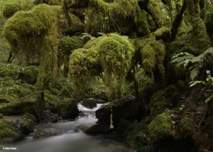 Affiche Étonnante vieille forêt de piémont