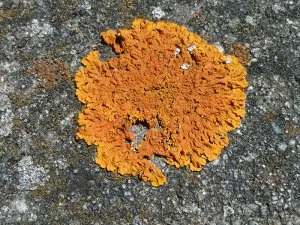 Affiche Les lichens sont partout !