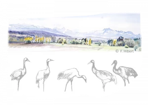 Affiche Sous le crayon, une Nature à (re) croquer !