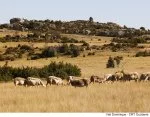 L'agro-pastoralisme entretient les milieux naturels.