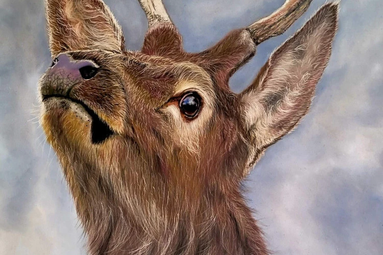 DOUCEUR HIVERNALE - PORTRAIT D UN JEUNE BROCARD EN SAISON HIVERNAL - PASTEL SUR PAPIER - PRIME ETATS UNIS - 700 EUROS 