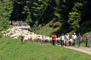 Affiche Transhumances en Bethmale 