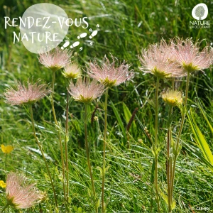 Affiche Sortie nature - Explorez la richesse botanique des montagnes