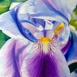Iris bleu mauve - Huile sur toile de lin 80cmx80cm 2021 - Agnès Vangell 