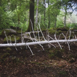 Embaumement - Installation in situ. Tronc d'épicéa mort, bandes de tissu coton et colle végétale, 680 x 200 x 200 cm. Forêt de Subercarrère, Lourdes. - @ADAGP Lorène Roustin 