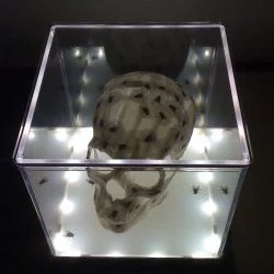 Crâne aux mouches - Boite plexiglass 24X24, papier de soie, colle, fil de nylon, scratch, 2016 - M.Carnévalé 