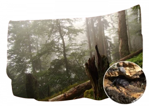 Affiche Immersion dans une vieille forêt pyrénéenne