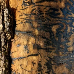 Xylo-gravure - bûche xylophagée, kintsugi, 2023