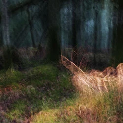 Automne - Philippe Cadu 