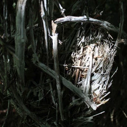 Nids - Nids le lond de la Fougette : liannes et végétaux 2024 - S. V 