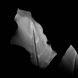 La belle éthiopienne - Photographie numérique
