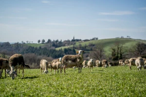 Affiche Patrimoines culturels Immatériels de l'UNESCO