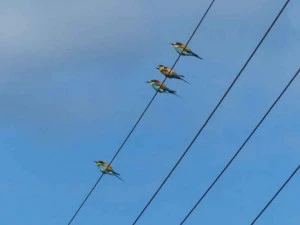 Affiche Le splendide Guêpier d'Europe 