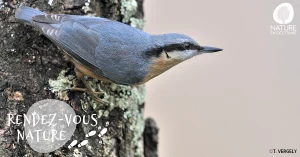 Affiche 29/03 - De plumes et de chants : apprentissage ornithologique