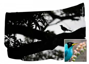 Affiche CONFERENCE : Les oiseaux de Guyane, une histoire naturelle