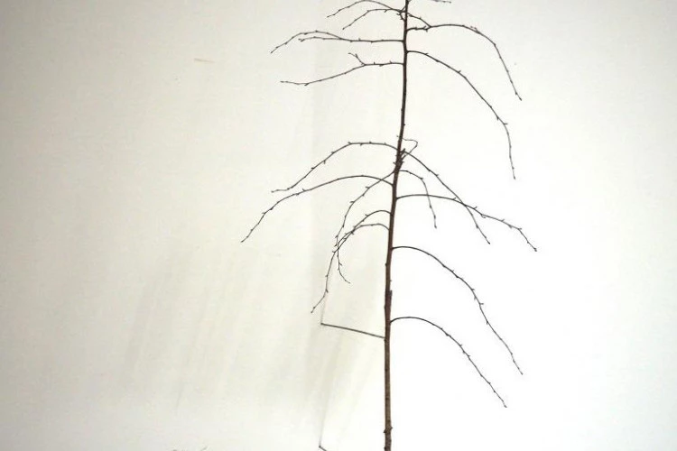 Petit arbre - Christian Durante 