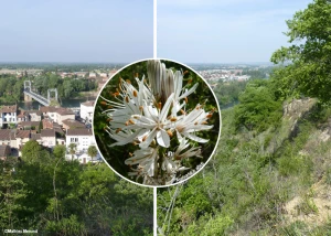 Affiche Floraison printanière en Val ‘Aïgo